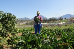 seasonal-harvest-1