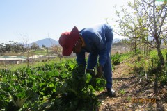 seasonal-harvest-2